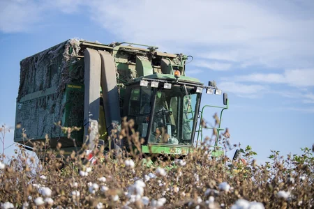 Azərbaycanda bu günə qədər 240 min tondan çox pambıq yığılıb