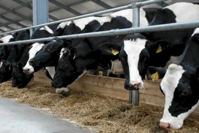 Azərbaycanda kənd təsərrüfatı heyvanlarının sığortalanması üzrə tariflər azaldılıb