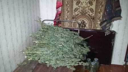 Gədəbəy sakinindən 2,5 tona yaxın narkotik bitki aşkarlanıb