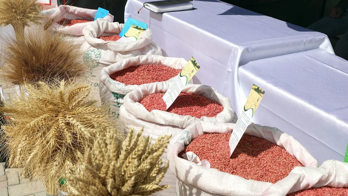 Masallıda Respublika Toxumçularının II Forumu keçiriləcək