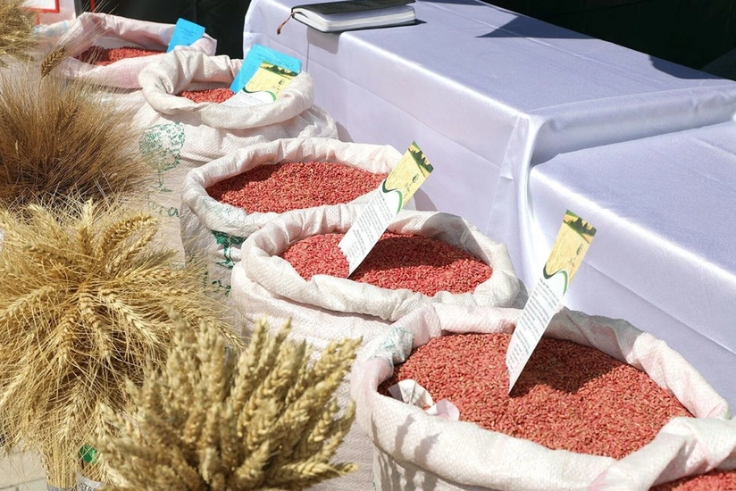 Masallıda Respublika Toxumçularının II Forumu keçiriləcək