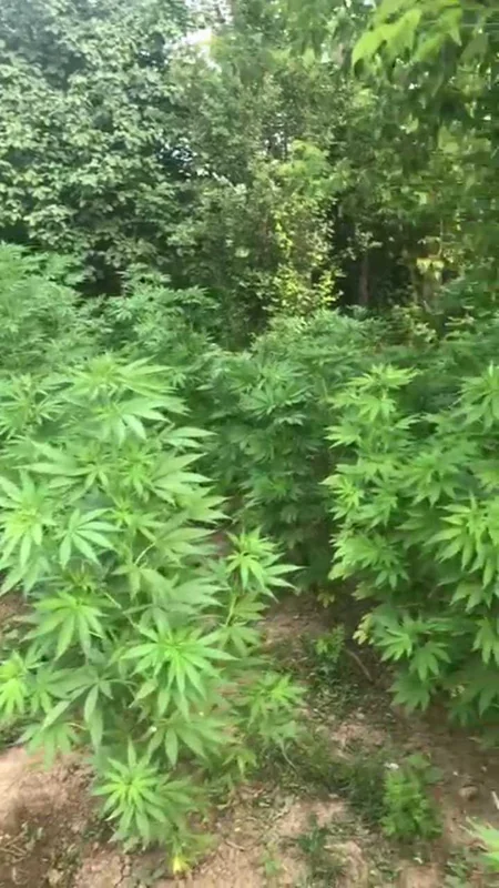 Saatlı sakinindən 278 ədəd çətənə kolu götürülüb