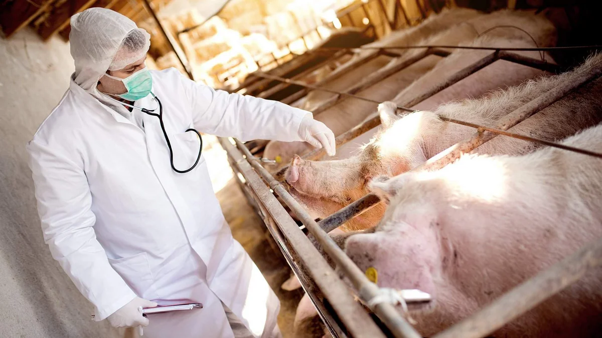 Swine fever outbreak in Japan for first time in 31 years