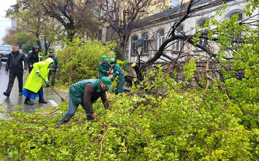 Fierce winds in Baku uproot 55 trees