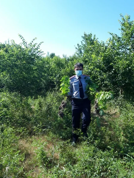 Azərbaycanda 2 hektar sahədə 1 ton narkotik bitki aşkarlandı - VİDEO