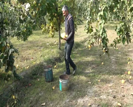 Göyçayın heyva bağları: məhsul boldur, alan yoxdur - REPORTAJ
