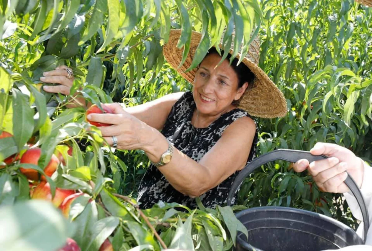 Gürcüstan prezidenti şaftalı yığıb - FOTOLAR