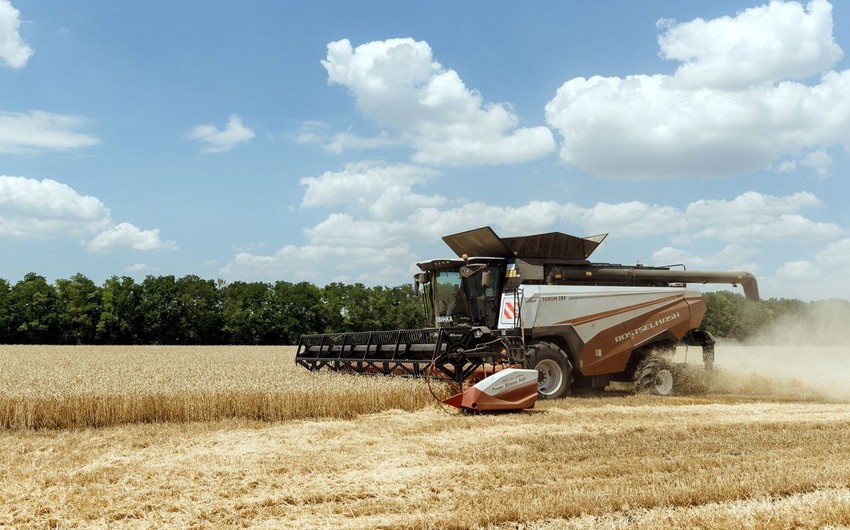 Russia introduces grain export quota