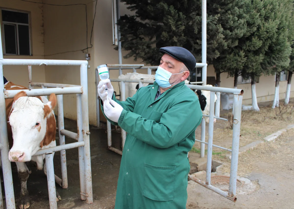 Kənd Təsərrüfatı Nazirliyi 4,6 mln manatlıq vaksin alır
