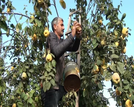 Göyçayın heyva bağları: məhsul boldur, alan yoxdur - REPORTAJ