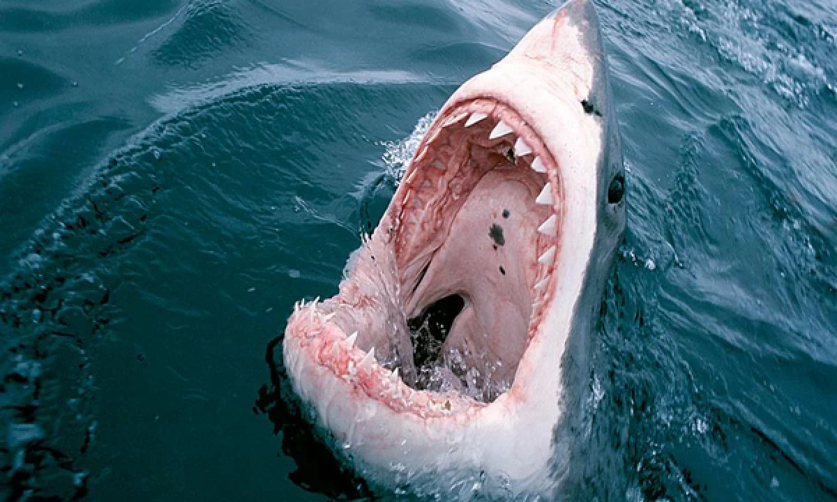 Jamaican teen found decapitated after shark encounter