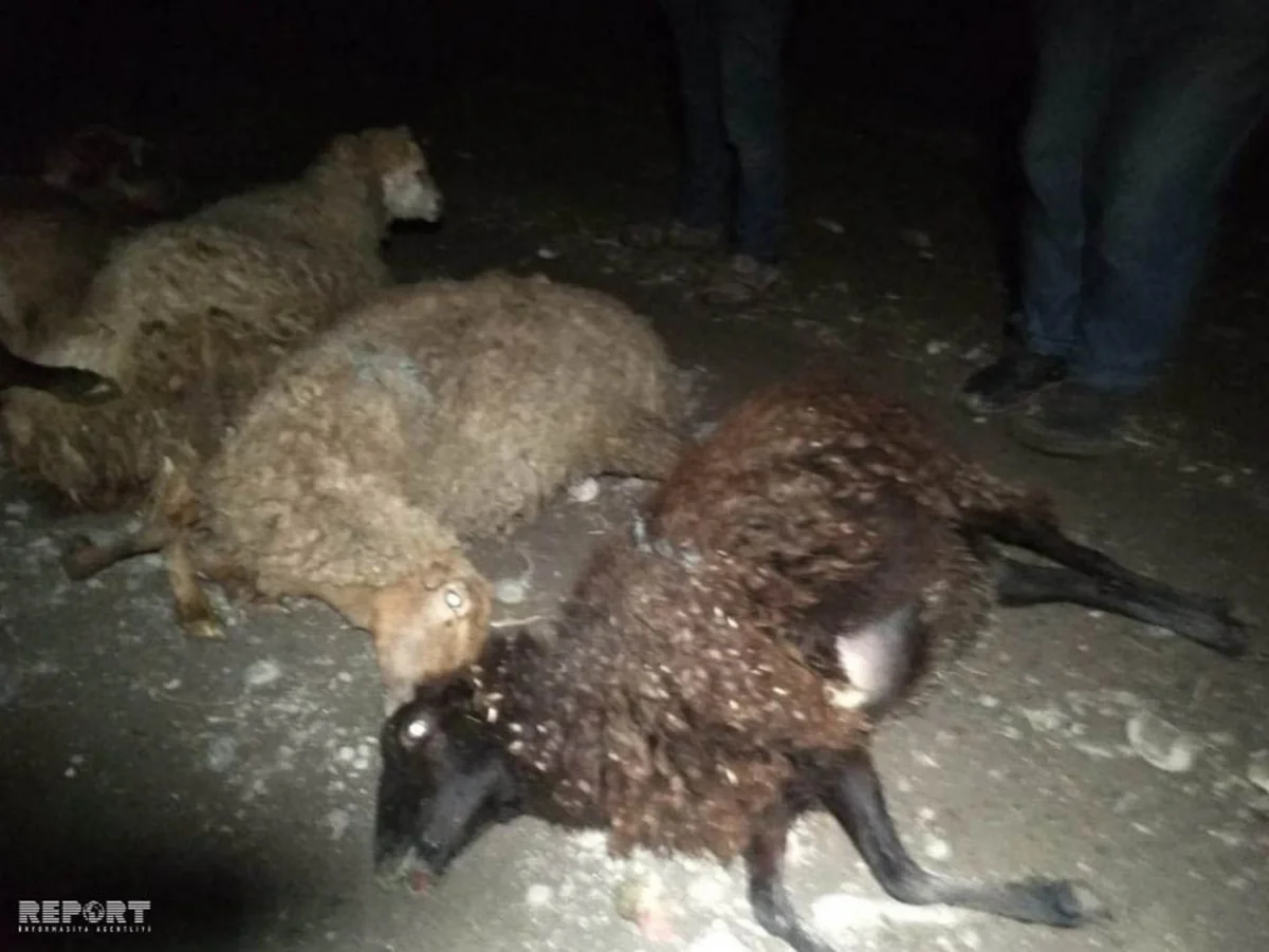 Bərdədə maşın qoyun sürüsünü vurub, 15 baş heyvan tələf olub - FOTO