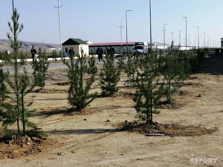 Payız ağacəkmə kampaniyası Şirvan şəhərində davam etdirilib