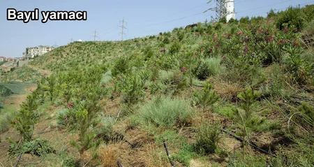 ETSN: Son 3 ayda 160 mindən çox ağac əkilib