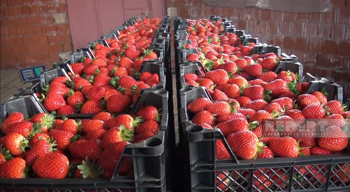 В Джалилабаде начался сбор клубники