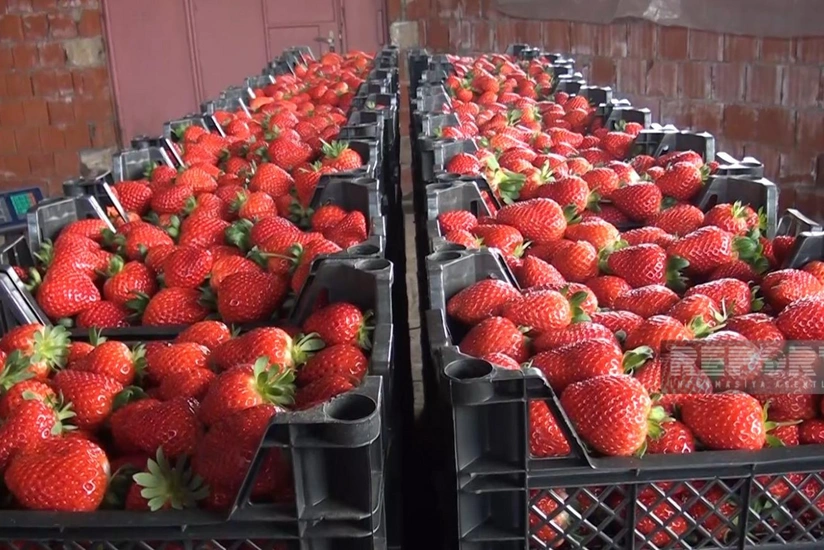 Cəlilabadda çiyələk yığımına başlanılıb 