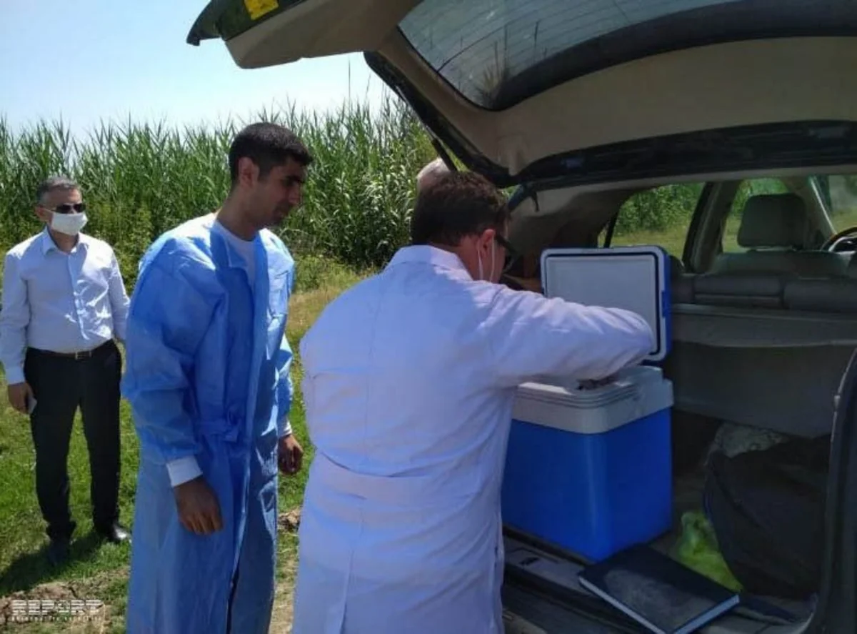 Tərtərdə pambıq sahəsində 14 nəfər zəhərlənib - FOTO