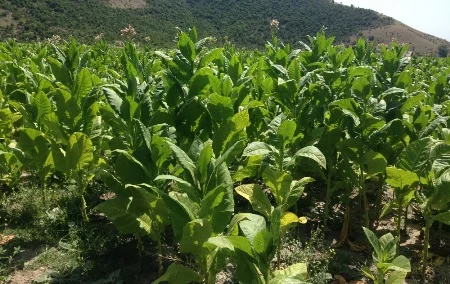 Oğuz və ətraf rayonlardan olan sahibkarlara 515 min manat güzəştli kredit verilib