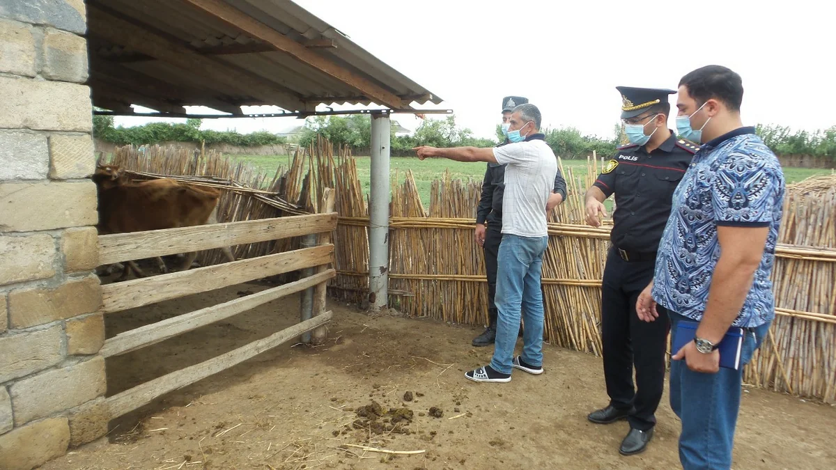Kürdəmirdə qoyun oğruları tutulub