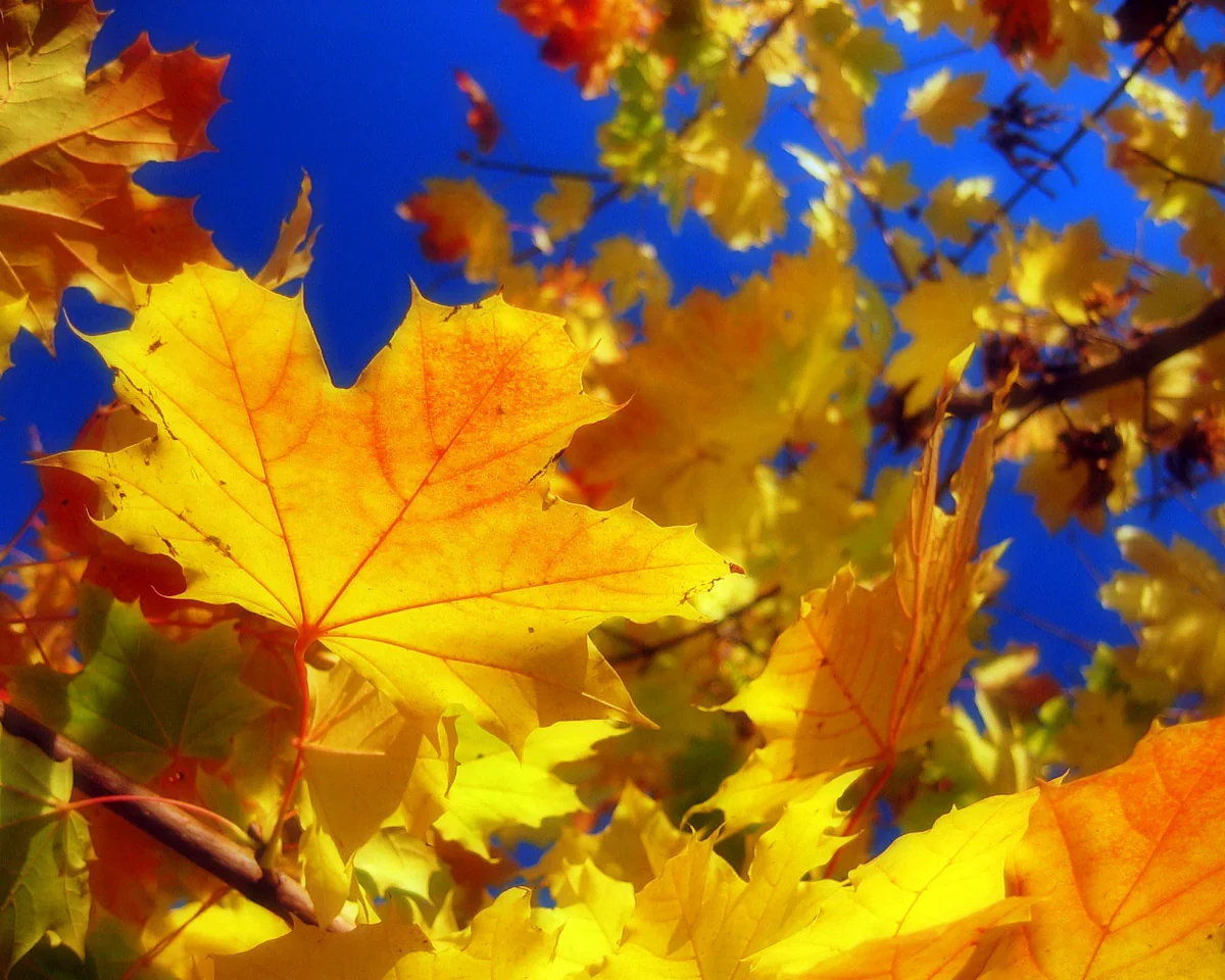 Astronomical autumnal equinox starts today