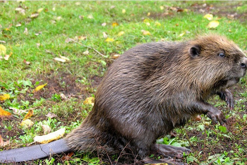 Beavers leave Canada residents without Internet access