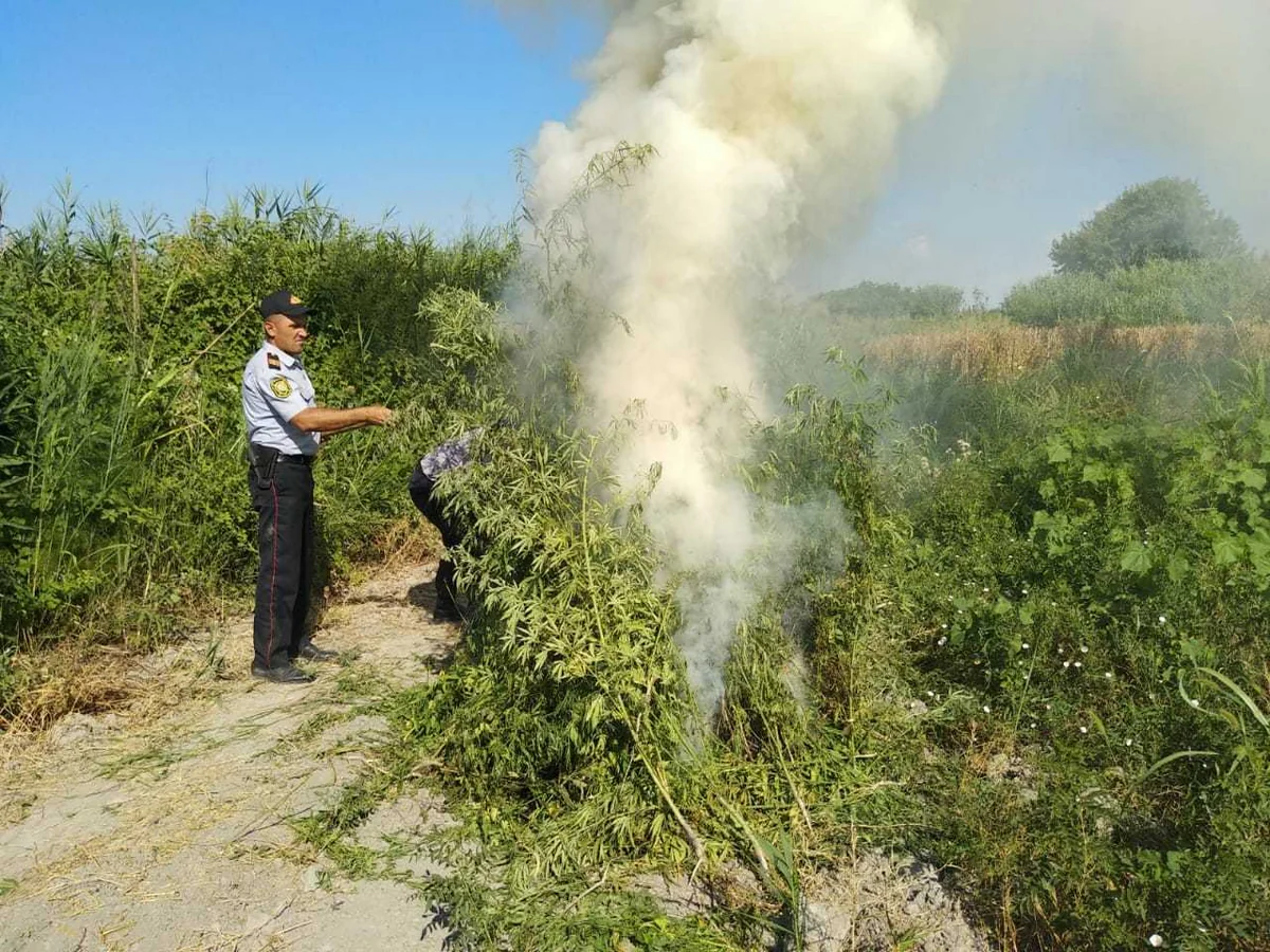 Ağdaşda 306 kiloqram çətənə kolu yandırılaraq məhv edilib - FOTO