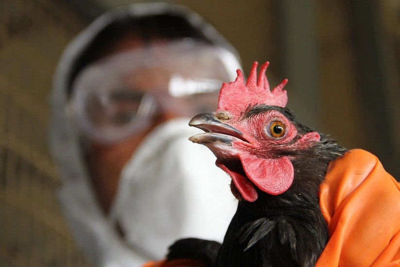 India reports first death from bird flu this year
