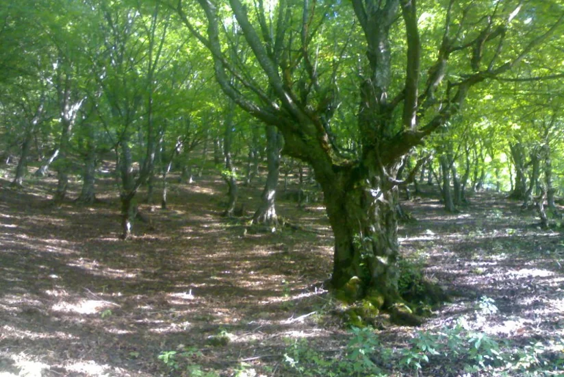 Azərbaycan meşələrində nadir ağaclar zərərvericilərə yoluxub