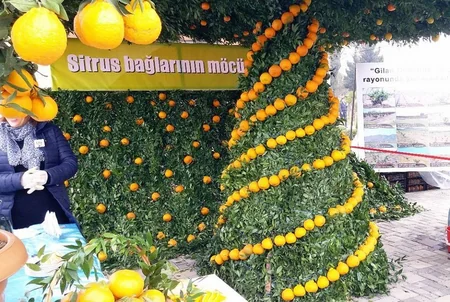 Lənkəranda III Çay, Çəltik, Sitrus Festivalı keçiriləcək - FOTO - VİDEO