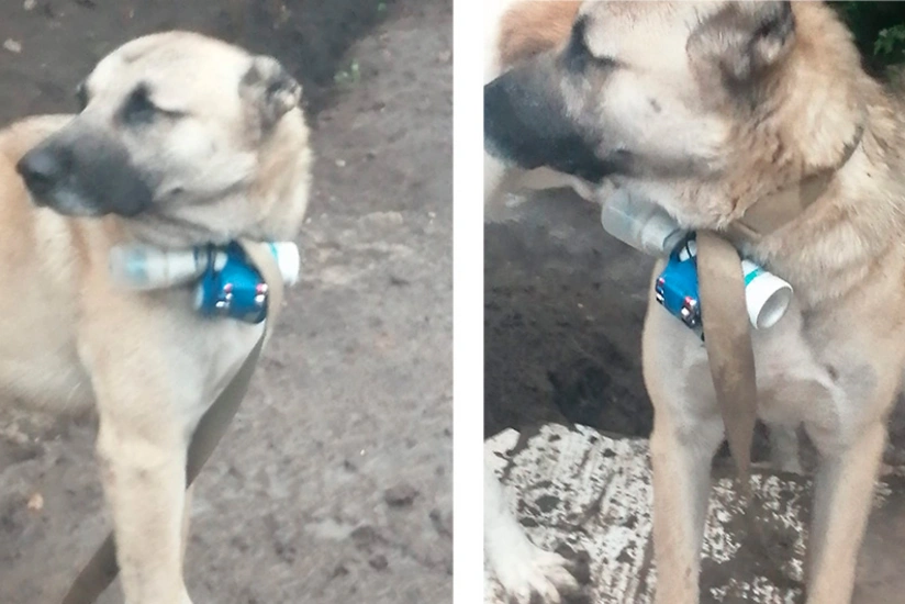 Ümumdünya Heyvanların Mühafizəsi təşkilatı erməni silahlılarının itlərdən terror aktı üçün istifadəsini pisləyib