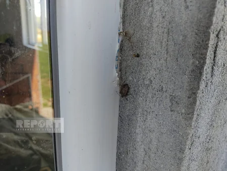 Zaqatala və Balakənə böcəklərin kütləvi hücumu baş verib