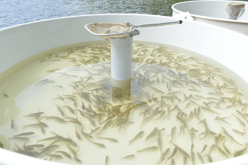 Azərbaycanda balıqçılığa dövlət dəstəyi mexanizmləri tətbiq ediləcək