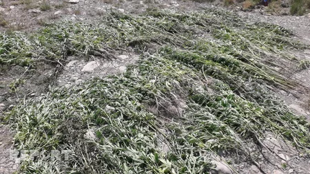 Ağsuda 1100 kiloqram çətənə kolu yandırılaraq məhv edilib - FOTO