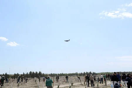 YAP Bakıda ağacəkmə aksiyası keçirib