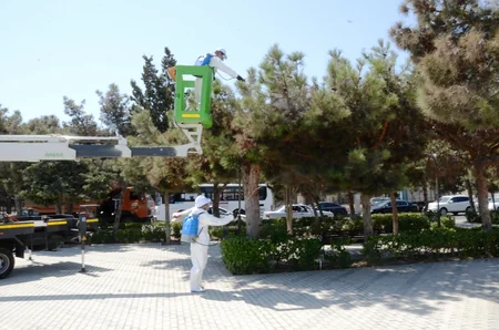 Bakıda xəstə ağaclar utilizasiya edilir