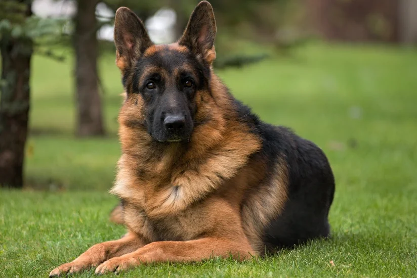 Умерла первая заразившаяся коронавирусом в США собака