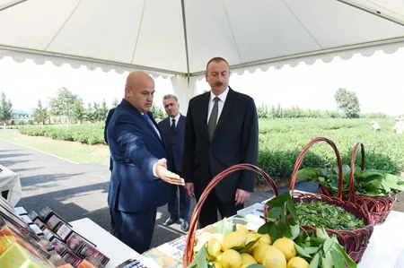 Prezident İlham Əliyev Lənkəranda “Yaşıl Çay” plantasiyası ilə tanış olub