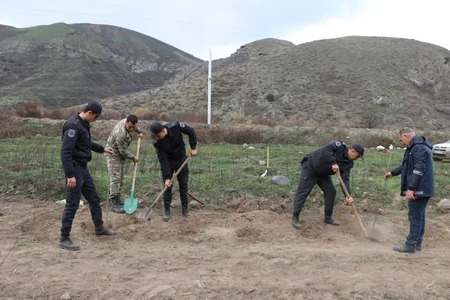 Laçında ağacəkmə aksiyası keçirilib
