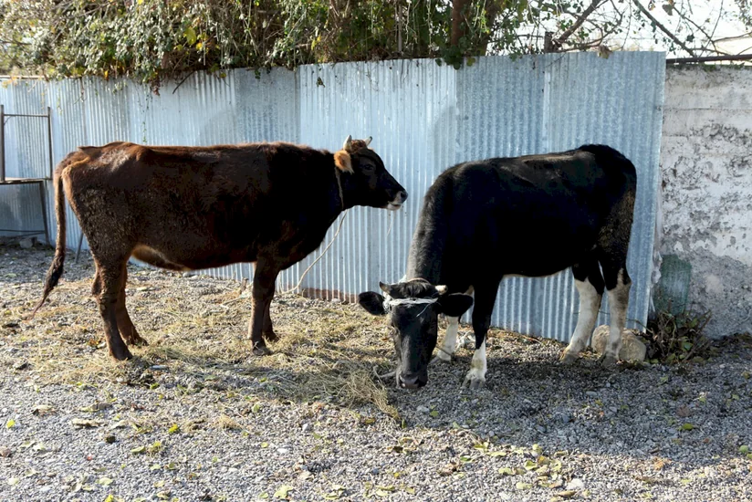 Госагентство приобретет домашний скот на 66 млн манатов в рамках проекта самозанятости