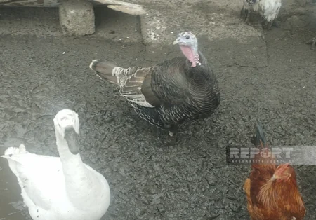 Şimal rayonlarında quş əti və yumurta bahalaşıb
