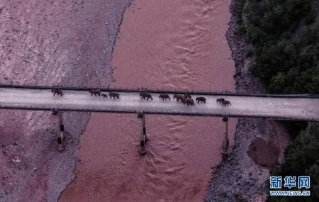 Çində 150 min nəfər sakin fil sürüsünə görə təxliyə edilib