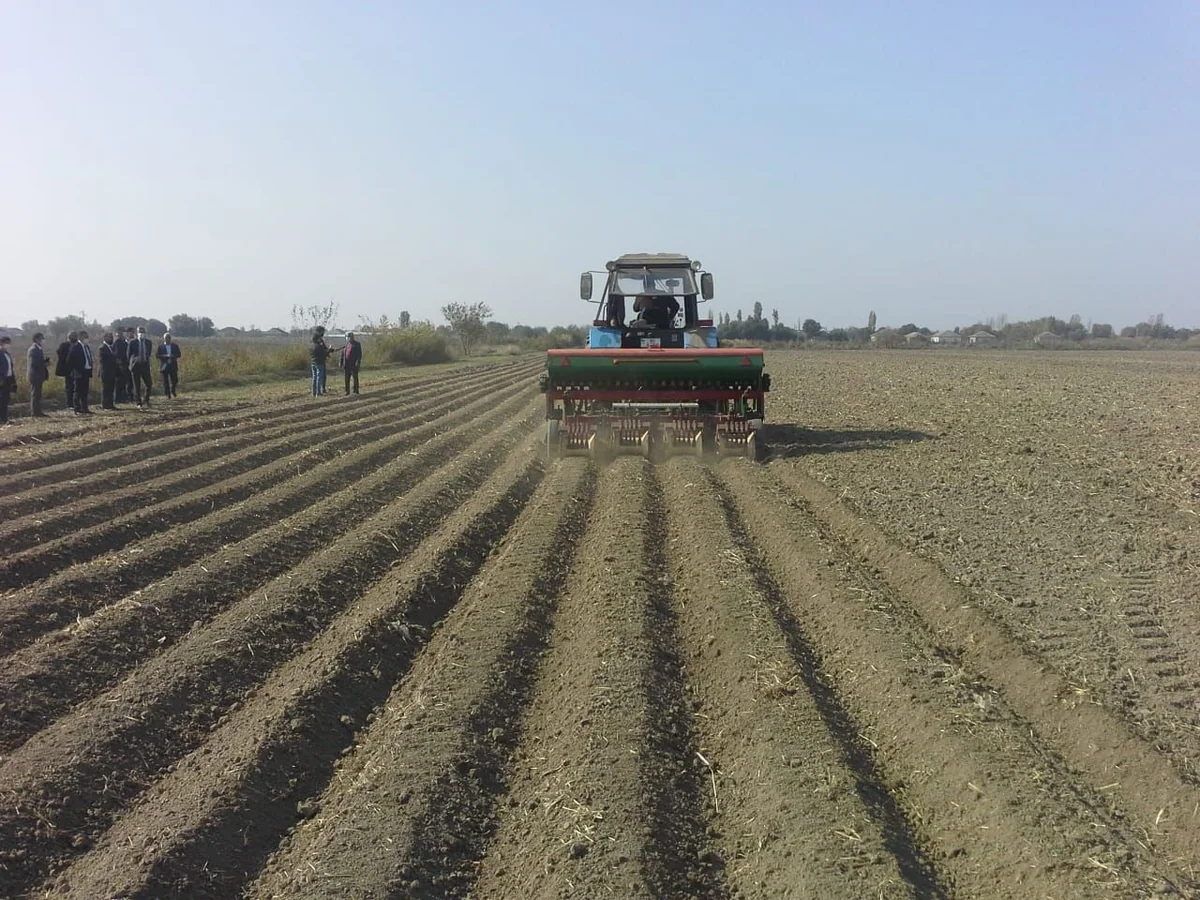 Cəlilabadda bu mövsüm 61 min hektara yaxın sahədə taxıl əkilib