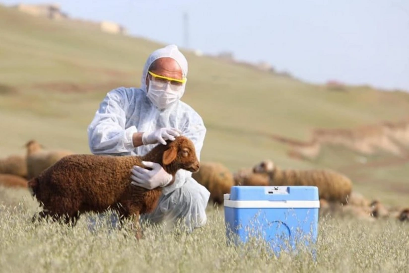 Azərbaycanda baytar həkimlər özəl xidmətə keçidə hazırlanır