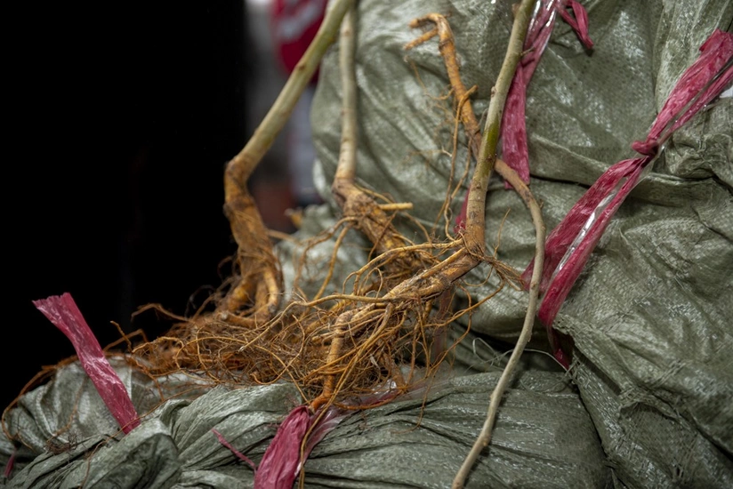 Çindən Azərbaycana daha 1 mln. ədəd tut tingi gətirilib