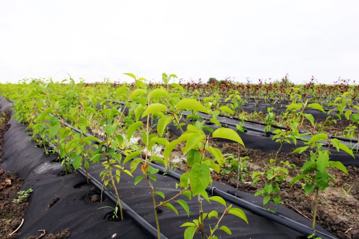 Qubada fermer və mütəxəssislər üçün təlim keçirilib