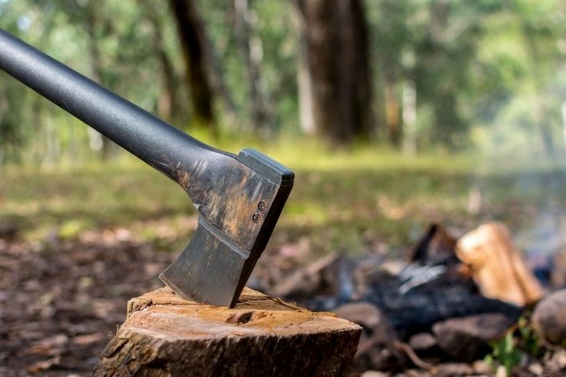 Dörd rayonda yaşıllıqlar qanunsuz kəsilib, təbiətə 300 min manata yaxın ziyan dəyib