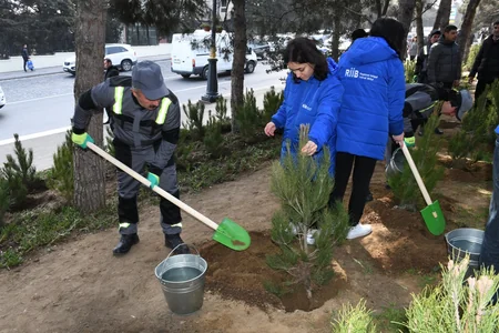 Bakı Şəhər İcra Hakimiyyəti ağacəkmə aksiyası keçirib