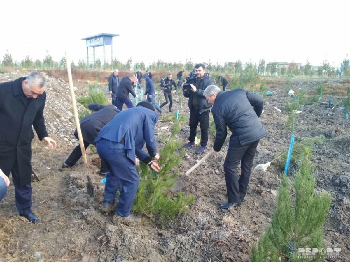 Bərdədə ağacəkmə aksiyası keçirilib - FOTO