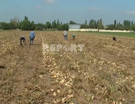Azərbaycanda bu il fermerlər şəkər çuğundurunu 54 manat/ton qiymətinə satır