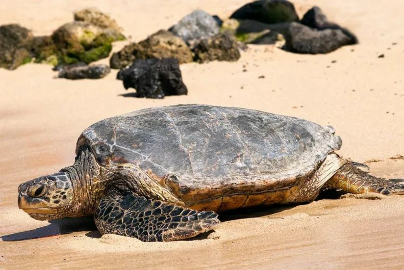 Zənzibar adasında tısbağa ətindən zəhərlənən 9 nəfər ölüb